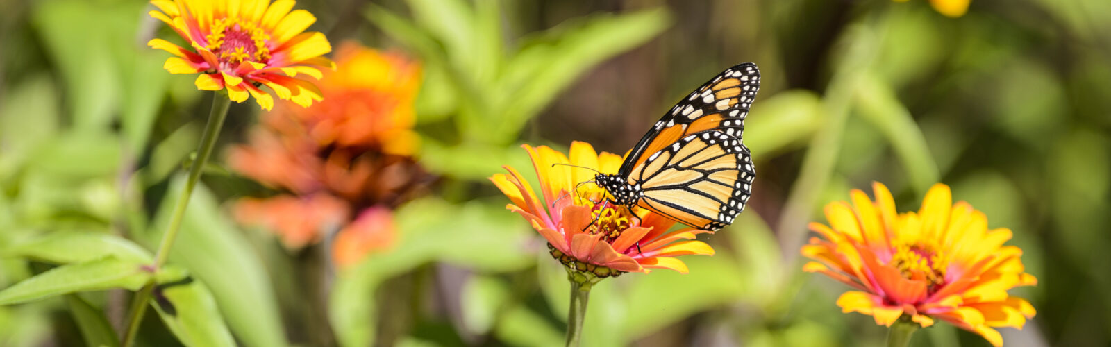 Photograph of a monarch butterfly collecting pollen from an orange flower